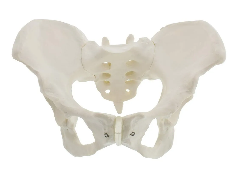 Modelo Anatómico Pelvis ósea Femenina 1:1 6