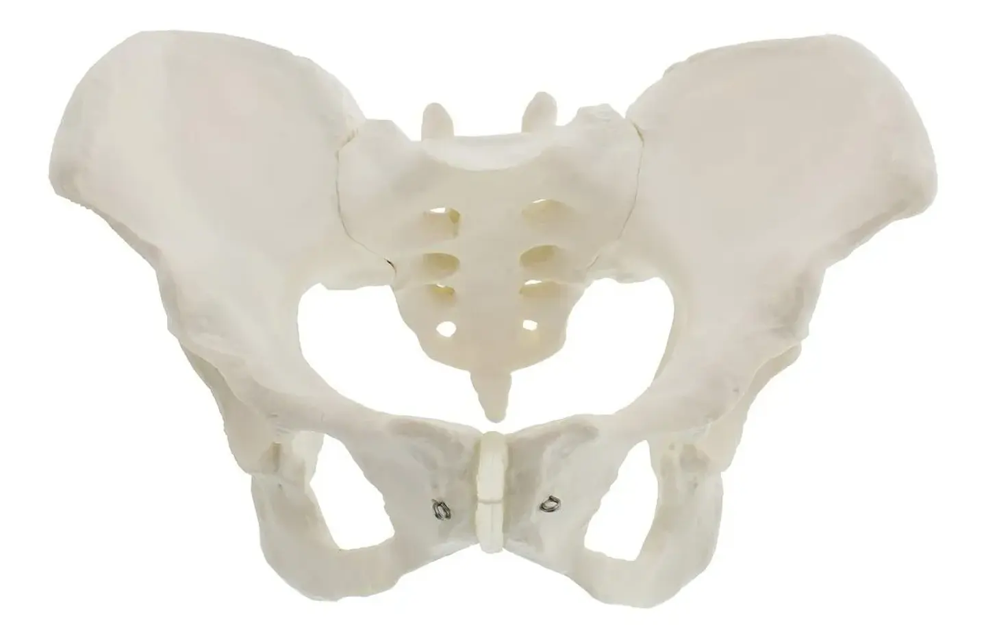 Modelo Anatómico Pelvis ósea Femenina 1:1 6