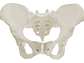 Modelo Anatómico Pelvis ósea Femenina 1:1 - Miniatura 6
