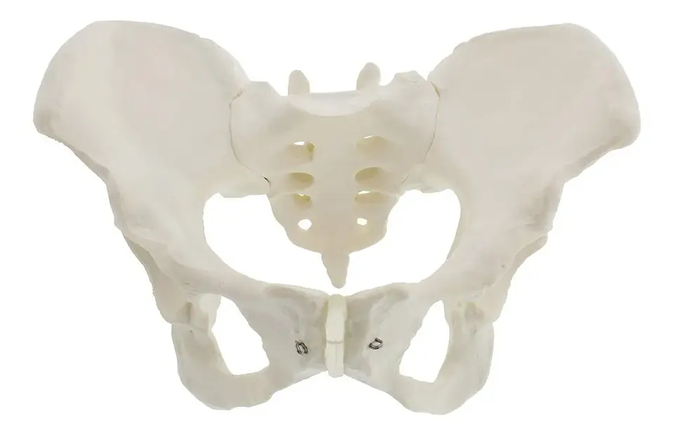 Modelo Anatómico Pelvis ósea Femenina 1:1 6