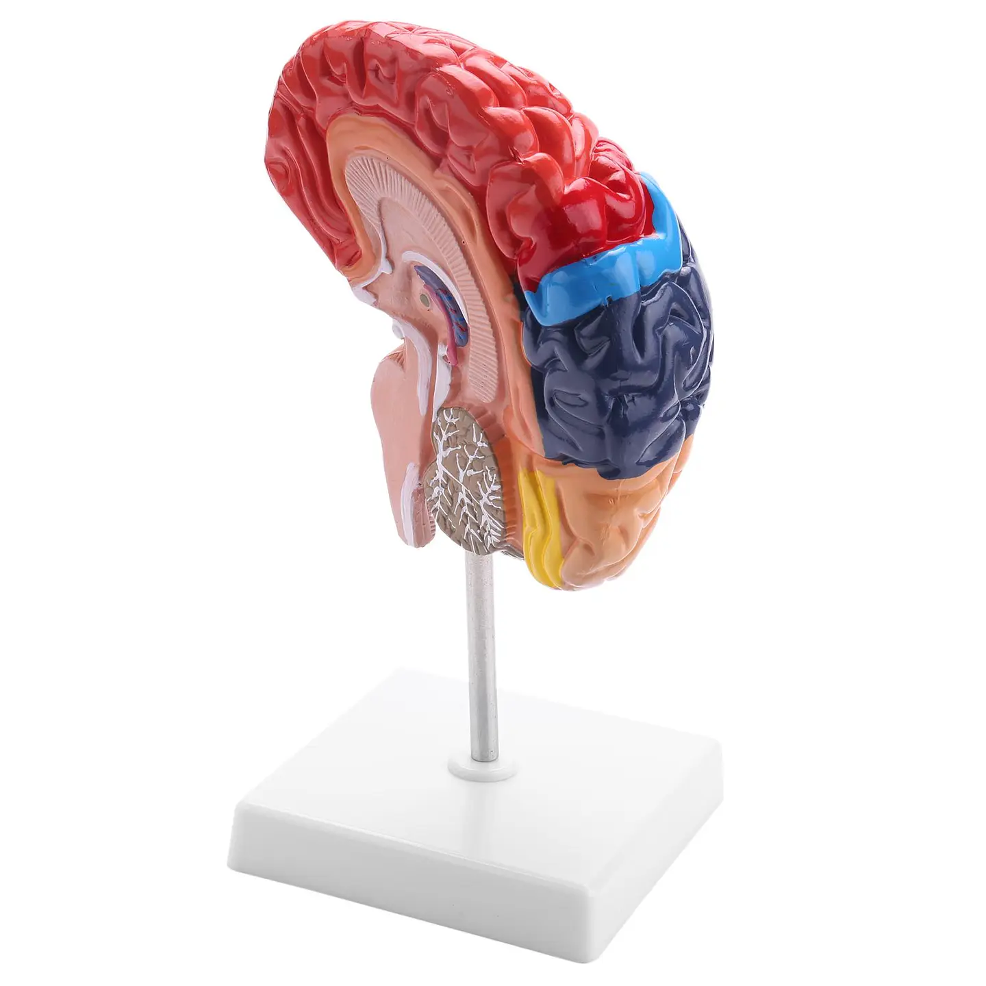 Modelo Anatómico Cerebro Humano Media Sección A Escala Real 1