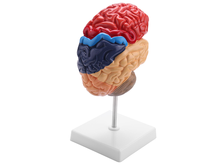 Modelo Anatómico Cerebro Humano Media Sección A Escala Real 3