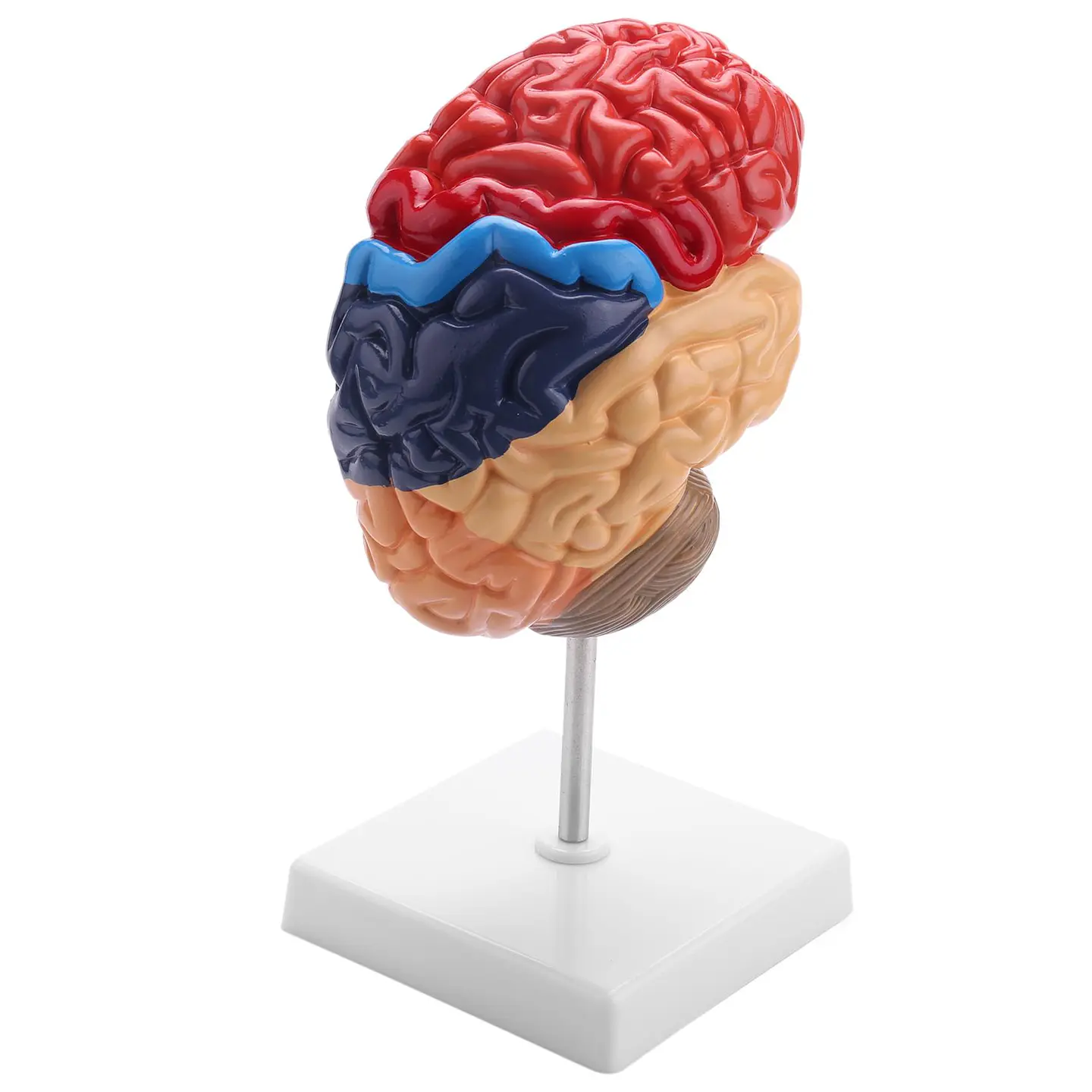 Modelo Anatómico Cerebro Humano Media Sección A Escala Real 3