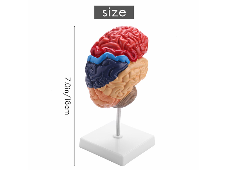 Modelo Anatómico Cerebro Humano Media Sección A Escala Real 2