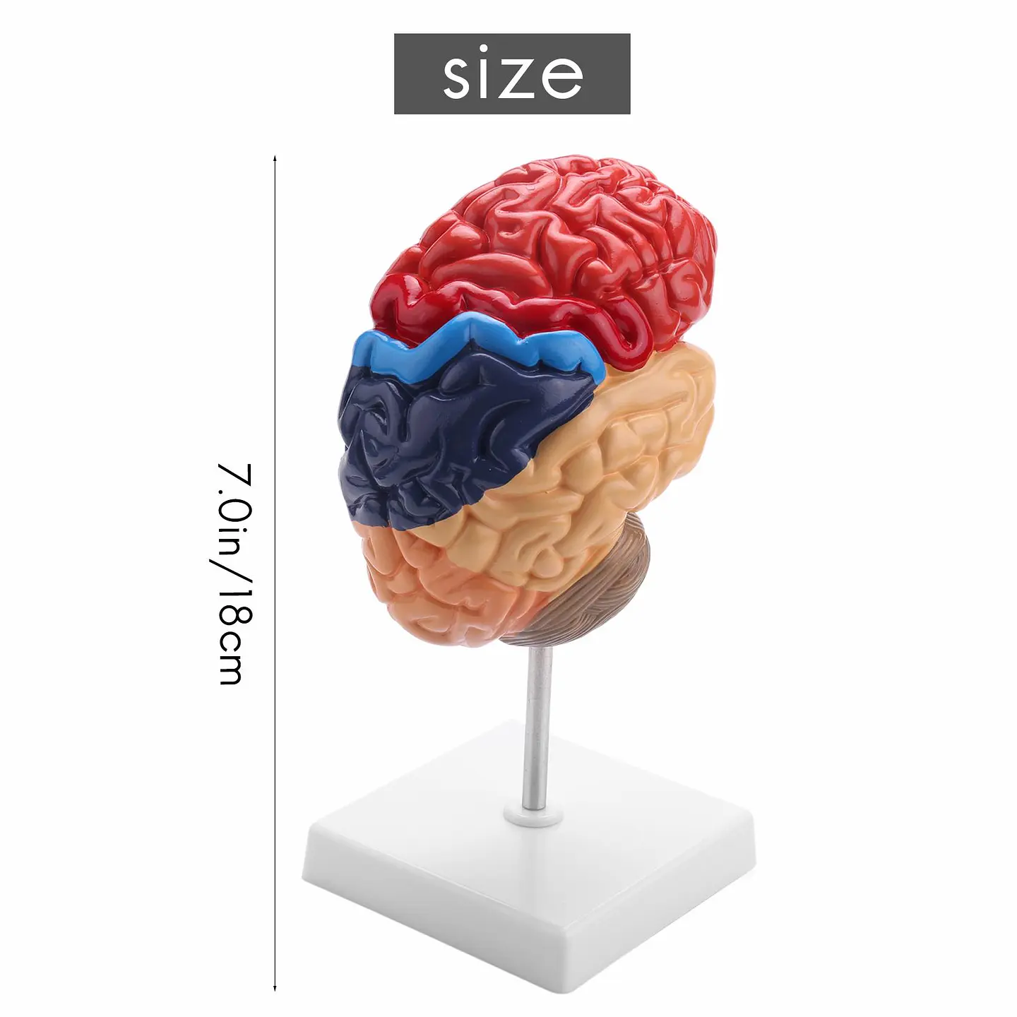 Modelo Anatómico Cerebro Humano Media Sección A Escala Real 2