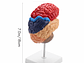 Modelo Anatómico Cerebro Humano Media Sección A Escala Real - Miniatura 2