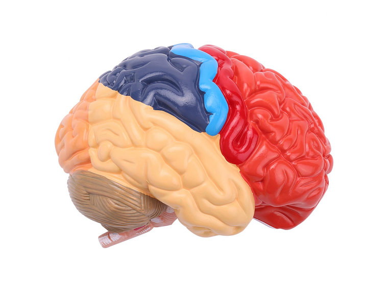 Modelo Anatómico Cerebro Humano Media Sección A Escala Real 4