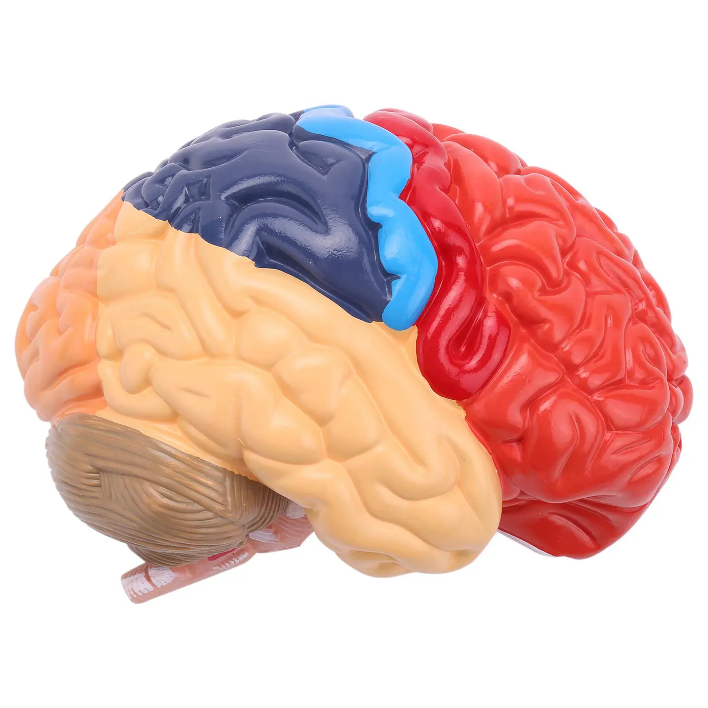 Modelo Anatómico Cerebro Humano Media Sección A Escala Real 4