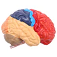 Modelo Anatómico Cerebro Humano Media Sección A Escala Real - Miniatura 4