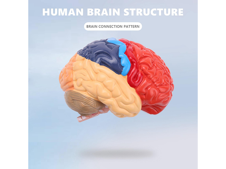 Modelo Anatómico Cerebro Humano Media Sección A Escala Real 5