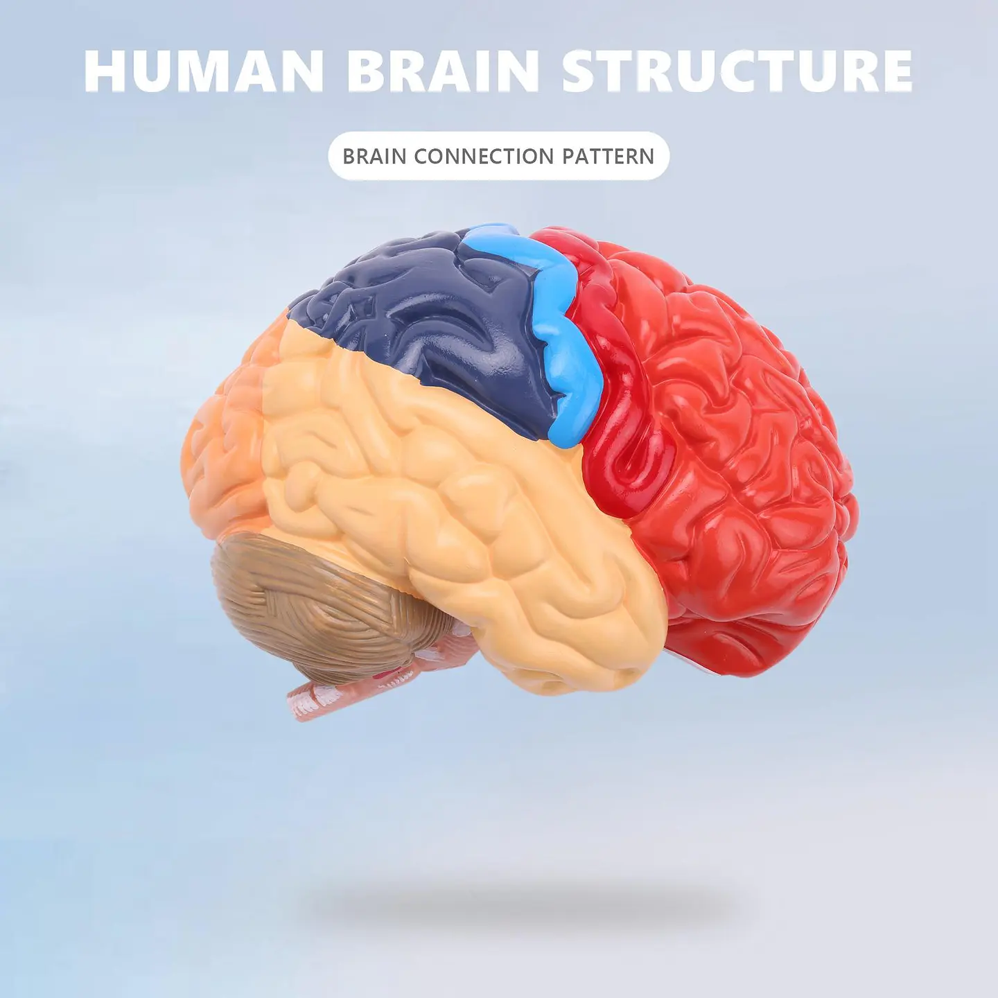 Modelo Anatómico Cerebro Humano Media Sección A Escala Real 5