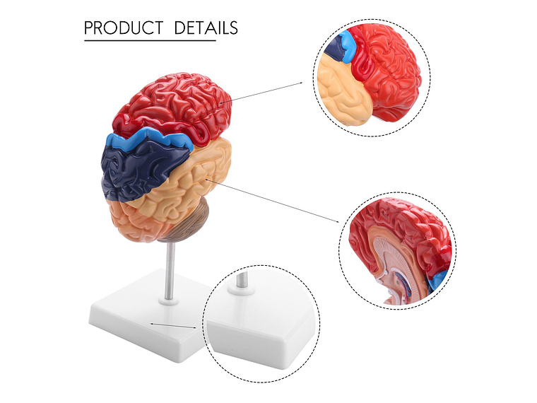 Modelo Anatómico Cerebro Humano Media Sección A Escala Real 6