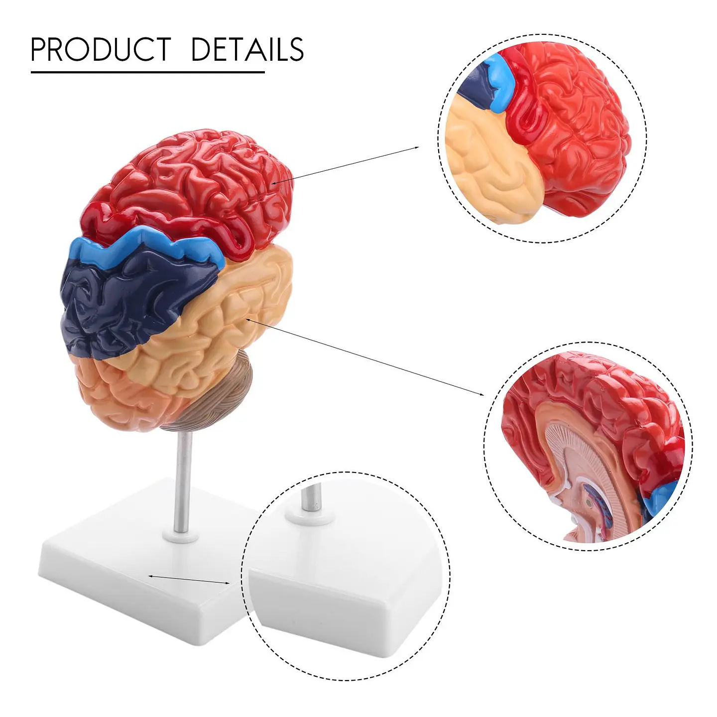 Modelo Anatómico Cerebro Humano Media Sección A Escala Real 6