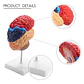 Modelo Anatómico Cerebro Humano Media Sección A Escala Real - Miniatura 6
