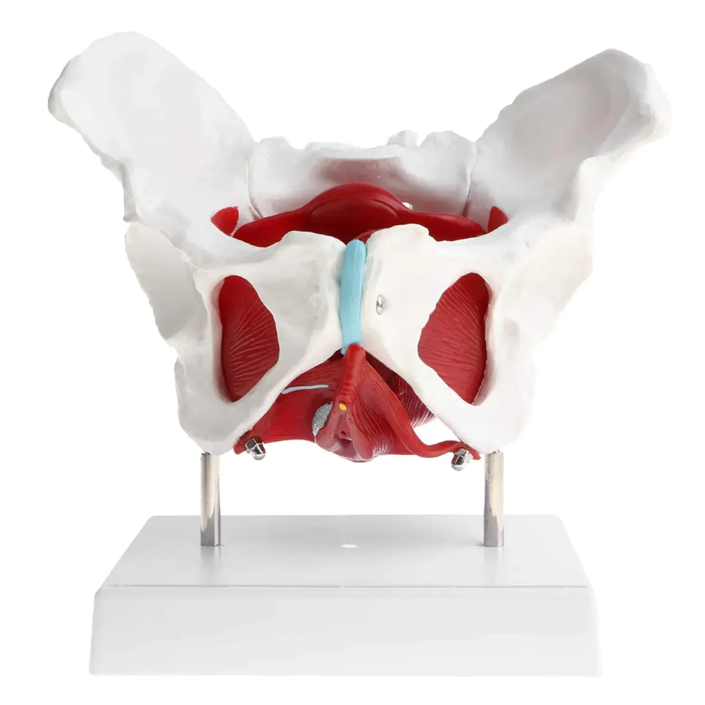 Modelo Anatómico Pelvis Femenina organos extraibles Suelo Pelvico Musculos  1