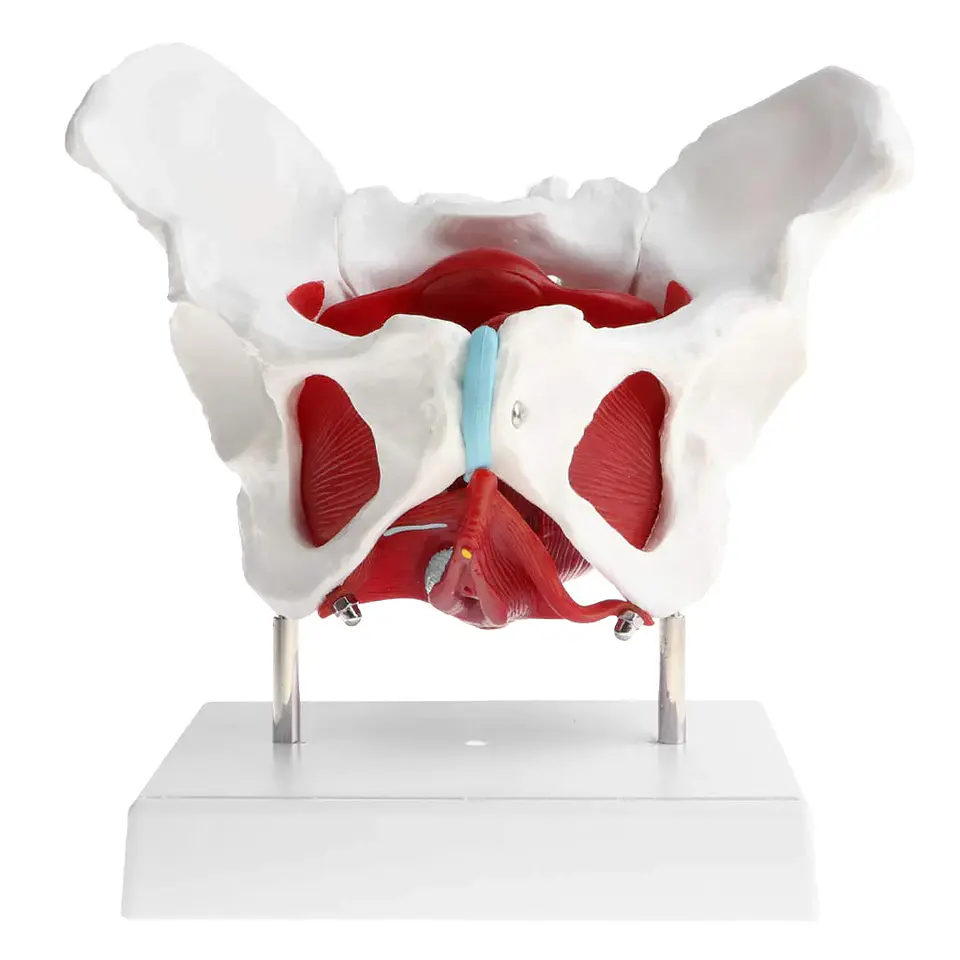 Modelo Anatómico Pelvis Femenina organos extraibles Suelo Pelvico Musculos  1