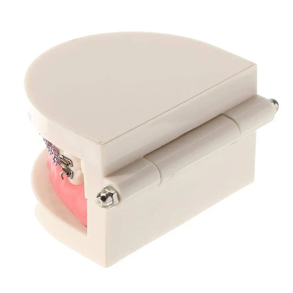 Arcada Modelo Dental Bracket Odontología Dientes Ortodoncia 2