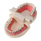 Arcada Modelo Dental Bracket Odontología Dientes Ortodoncia - Miniatura 3