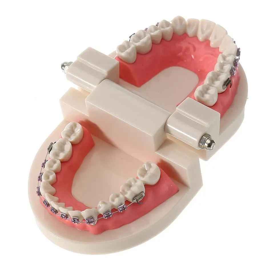 Arcada Modelo Dental Bracket Odontología Dientes Ortodoncia 3