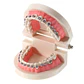 Arcada Modelo Dental Bracket Odontología Dientes Ortodoncia - Miniatura 4