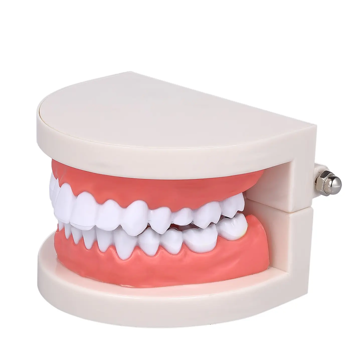 Arcada Modelo Dental Con Caries Odontología Dientes 2