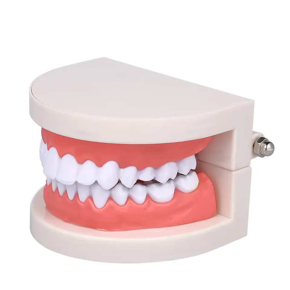 Arcada Modelo Dental Con Caries Odontología Dientes 2