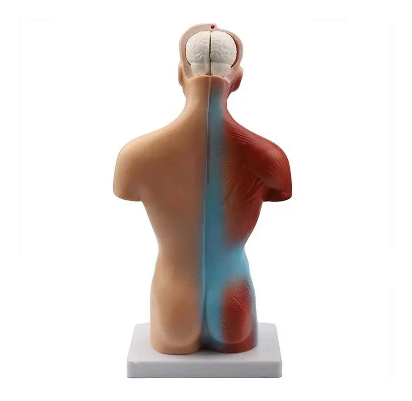 Modelo Anatómico Torso Humano 26 Cm Órganos Extraíbles 2