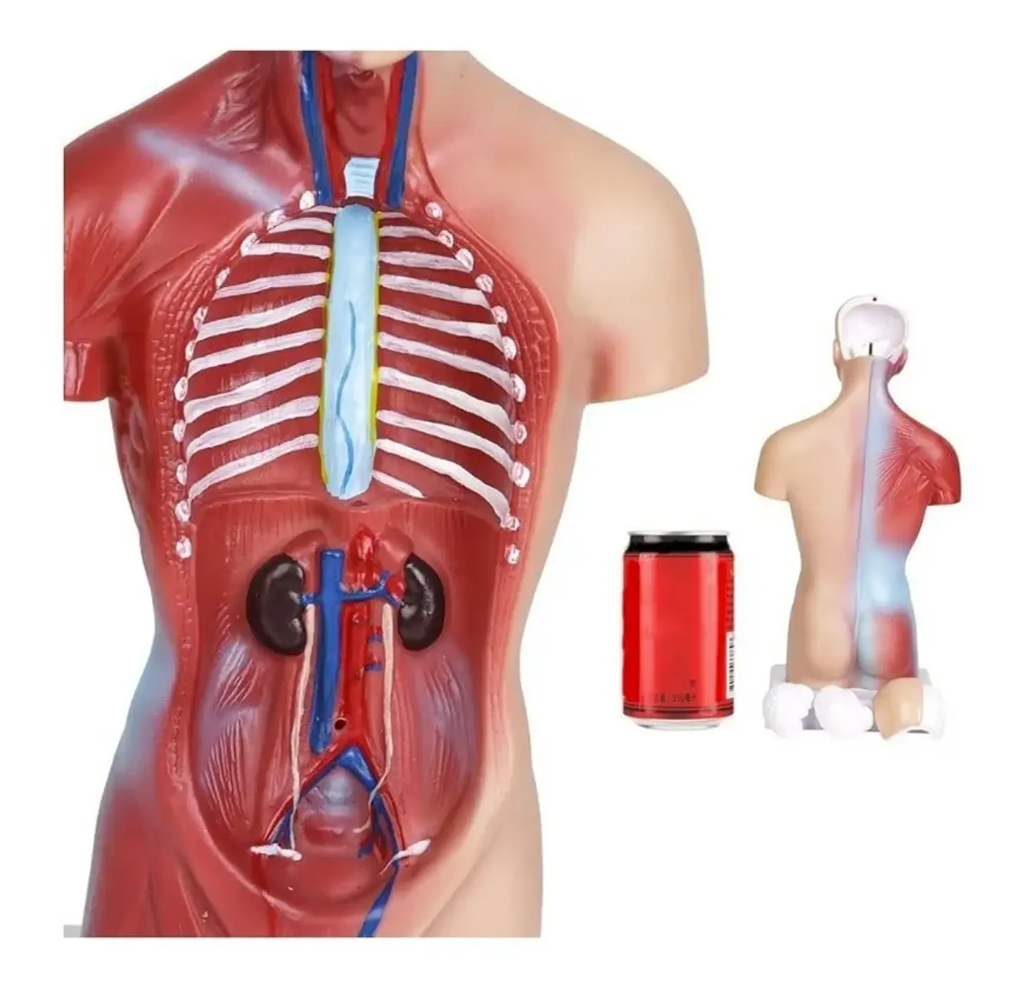 Modelo Anatómico Torso Humano 26 Cm Órganos Extraíbles 3