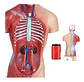 Modelo Anatómico Torso Humano 26 Cm Órganos Extraíbles - Miniatura 3