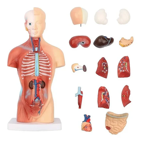 Modelo Anatómico Torso Humano 26 Cm Órganos Extraíbles