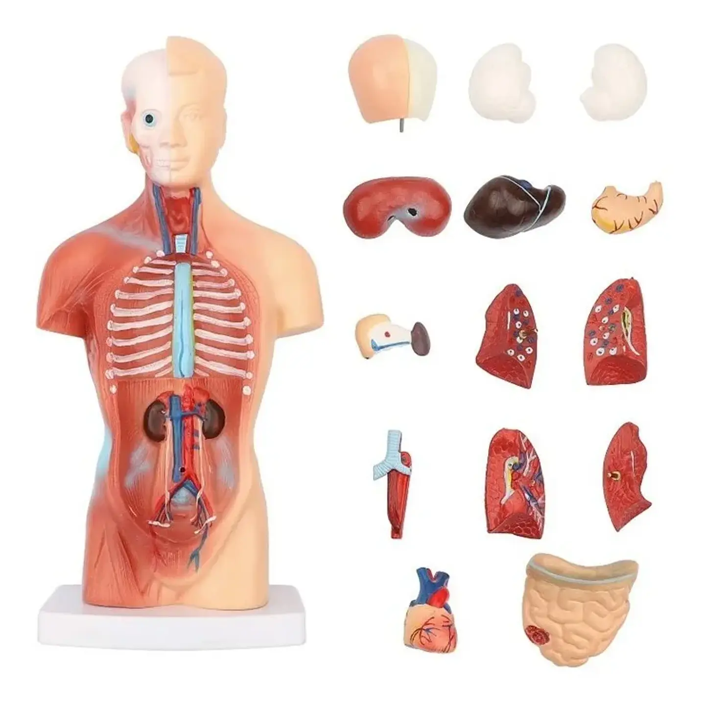 Modelo Anatómico Torso Humano 26 Cm Órganos Extraíbles 1