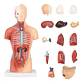 Modelo Anatómico Torso Humano 26 Cm Órganos Extraíbles - Miniatura 1