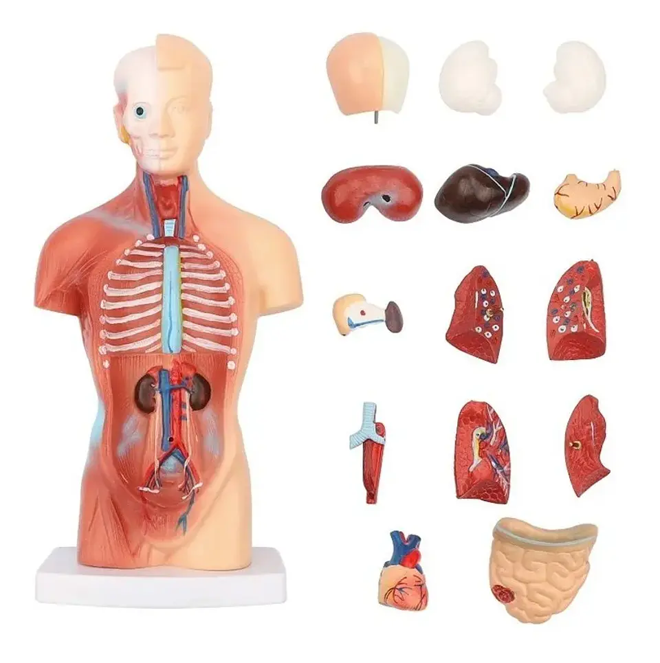 Modelo Anatómico Torso Humano 26 Cm Órganos Extraíbles 1
