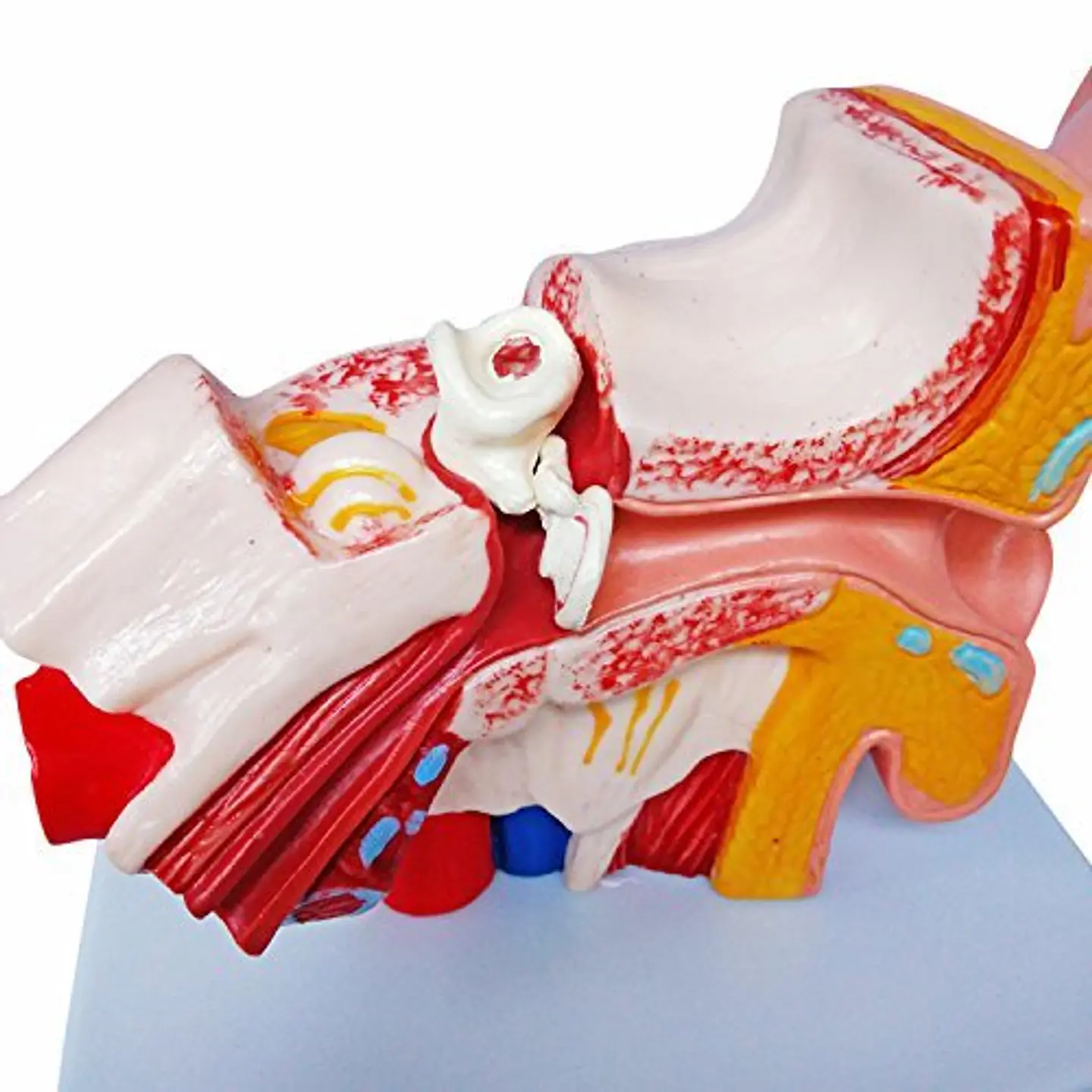 Modelo Anatómico Estudio Sistema Auditivo Oreja Oído 1.5x 3