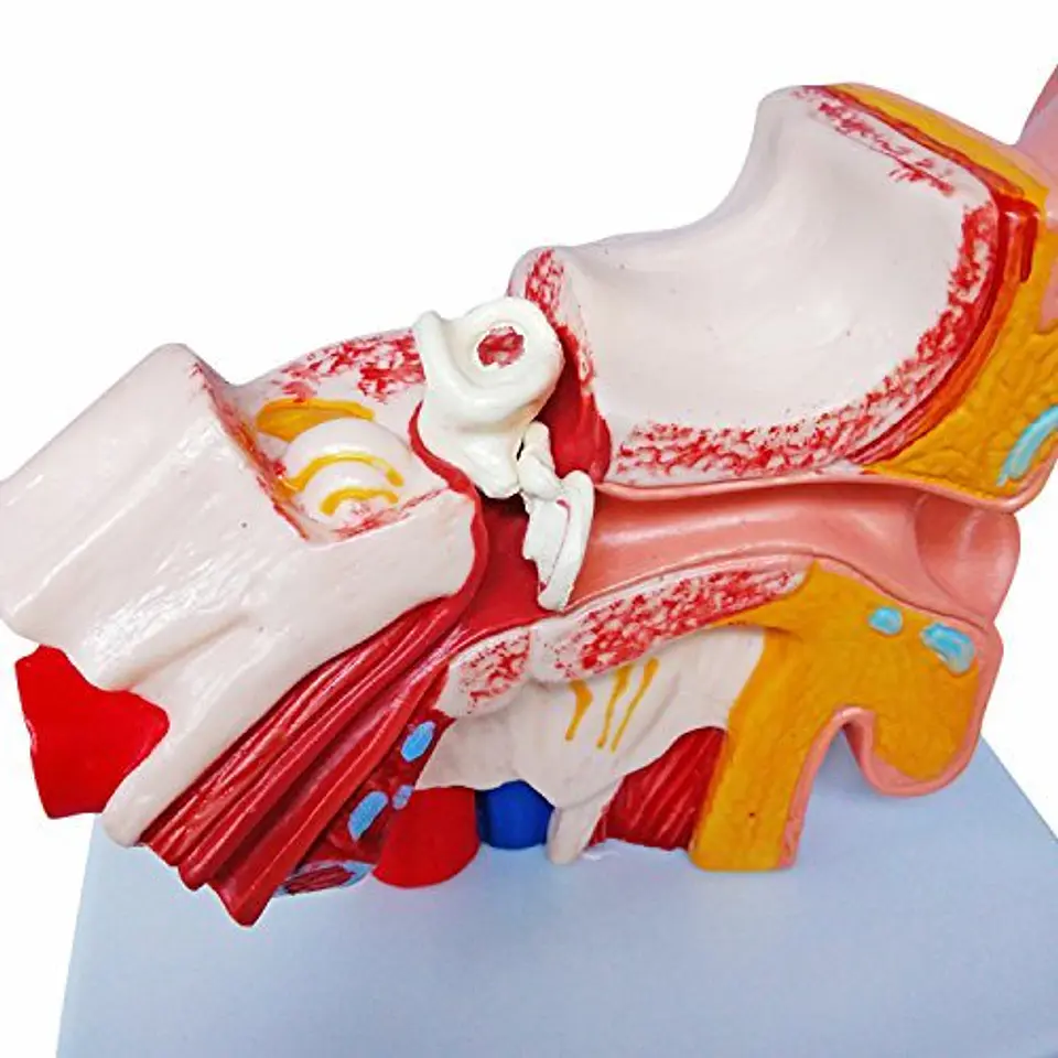 Modelo Anatómico Estudio Sistema Auditivo Oreja Oído 1.5x 3