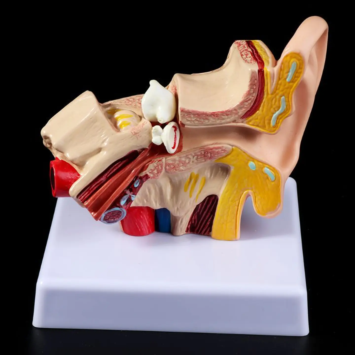 Modelo Anatómico Estudio Sistema Auditivo Oreja Oído 1.5x 4