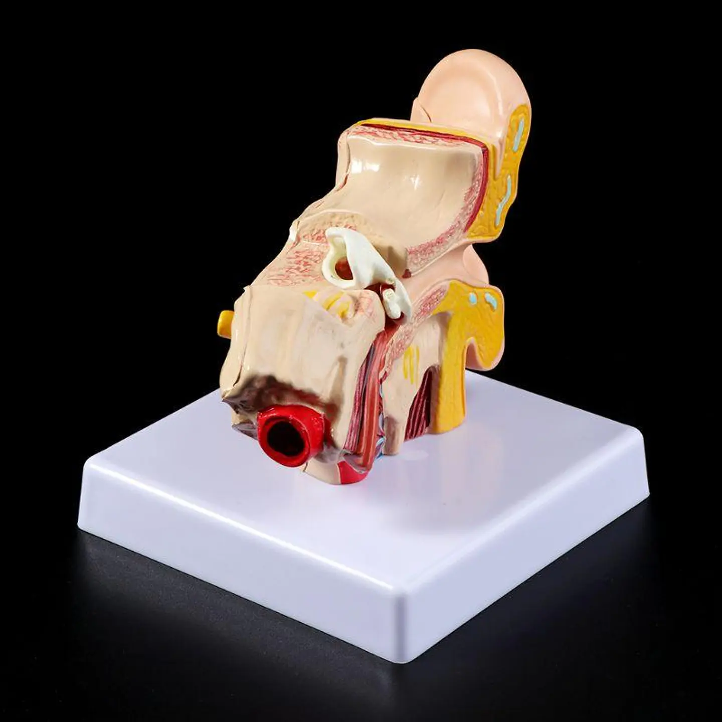 Modelo Anatómico Estudio Sistema Auditivo Oreja Oído 1.5x 5