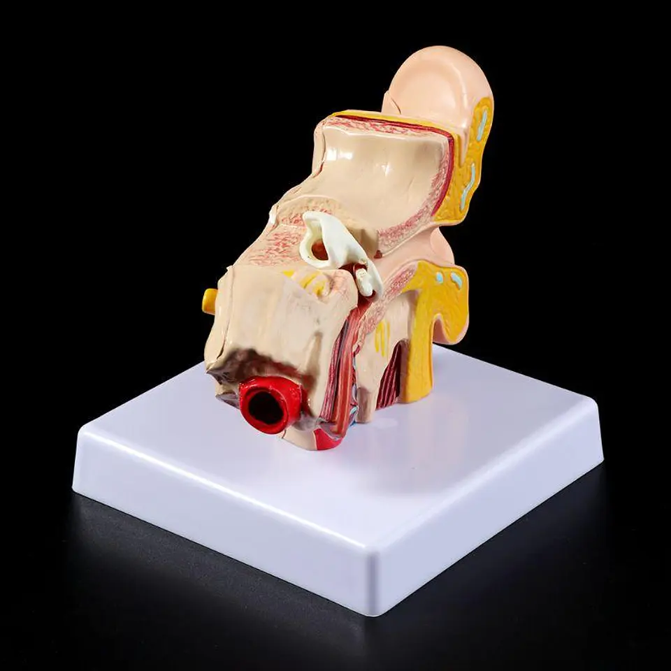 Modelo Anatómico Estudio Sistema Auditivo Oreja Oído 1.5x 5