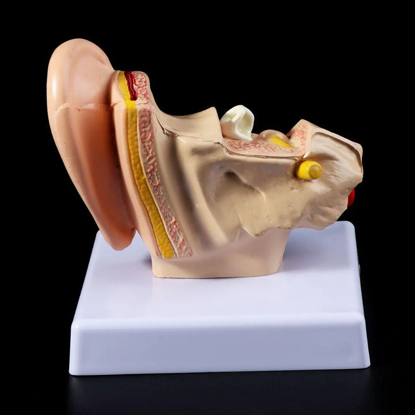 Modelo Anatómico Estudio Sistema Auditivo Oreja Oído 1.5x 6