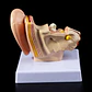 Modelo Anatómico Estudio Sistema Auditivo Oreja Oído 1.5x - Miniatura 6