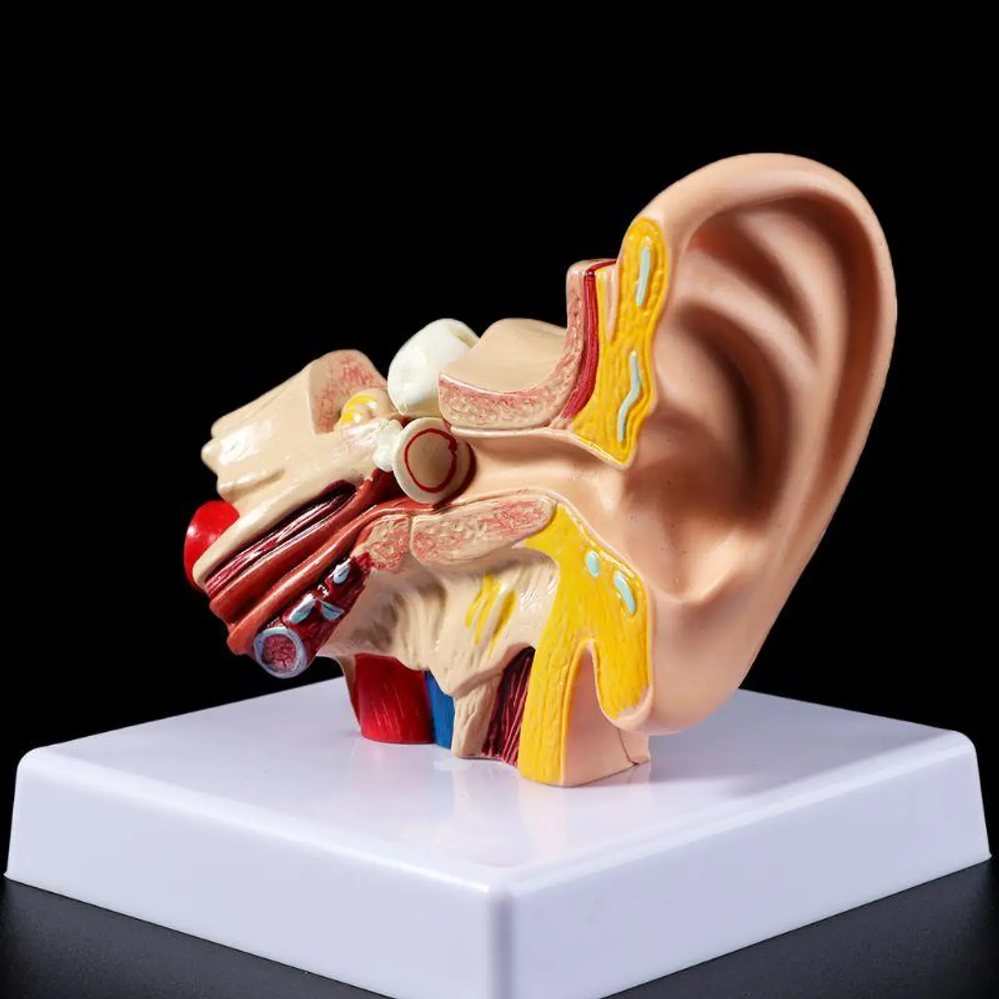Modelo Anatómico Estudio Sistema Auditivo Oreja Oído 1.5x 7
