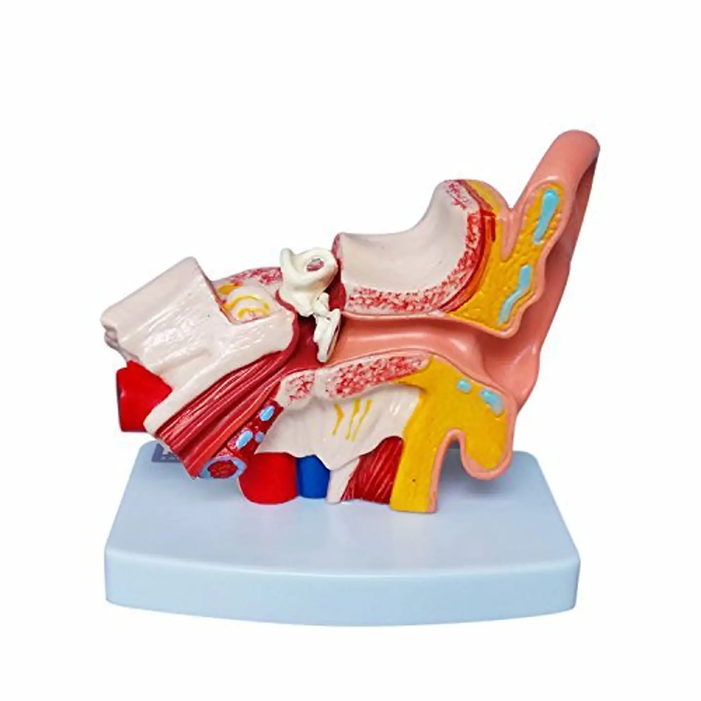 Modelo Anatómico Estudio Sistema Auditivo Oreja Oído 1.5x 2