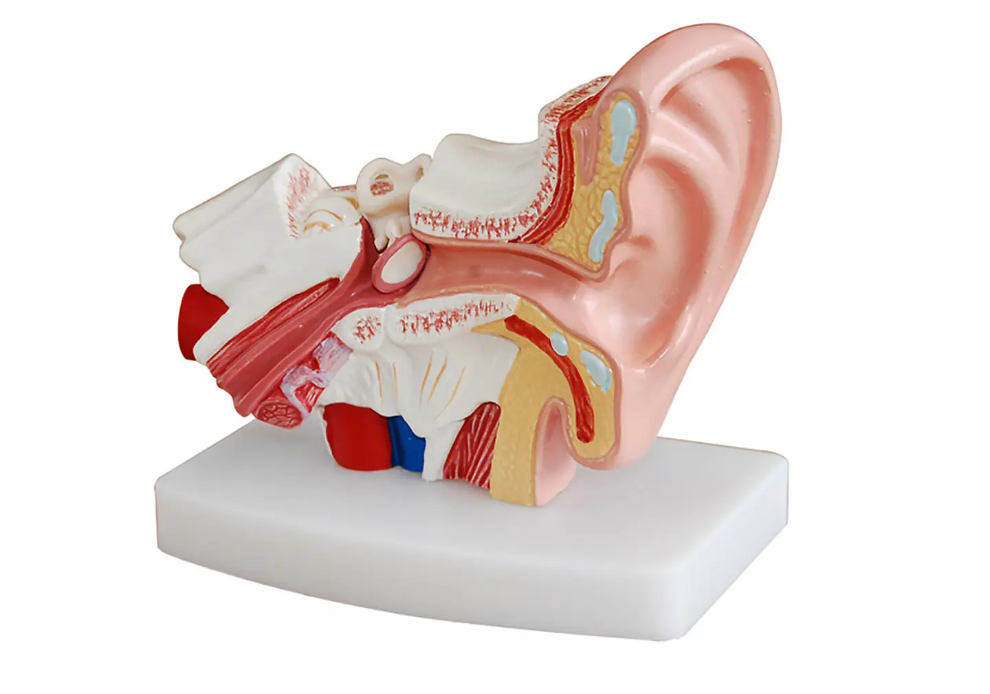 Modelo Anatómico Estudio Sistema Auditivo Oreja Oído 1.5x 1