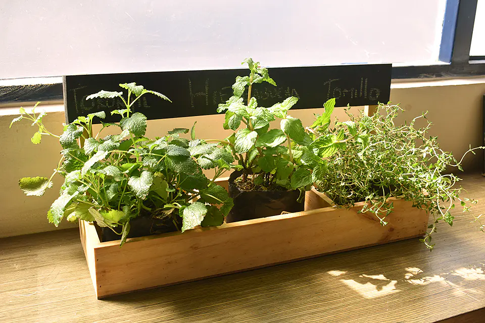 Jardinera Huerta Casa 3 Módulos En Pino Con Tablero De Tiza  3