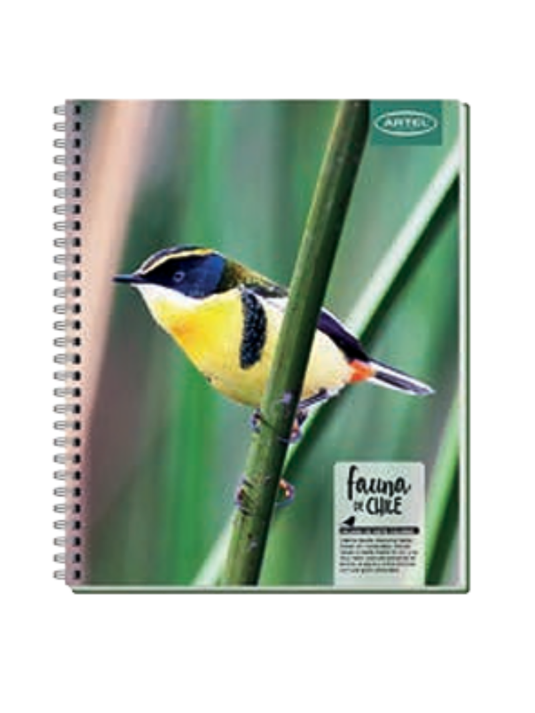 CUADERNO UNIVERSITARIO 100 HOJAS 7MM ANIMALES DE CHILE 1