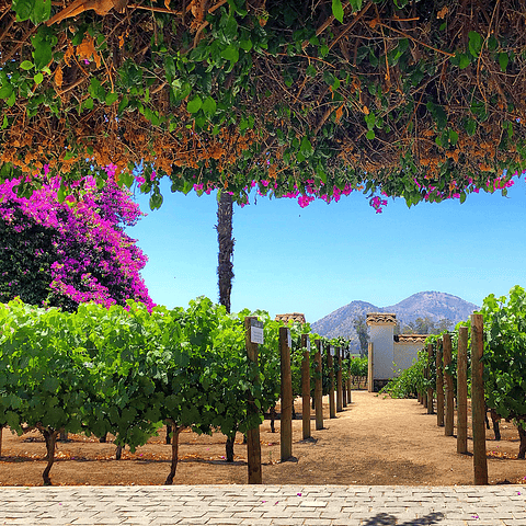 Private Tour Maipo Valley | Tour and Wine Tasting