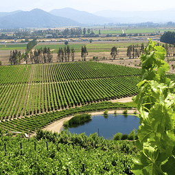 Private Tour Casablanca Valley | Tour and Wine Tasting
