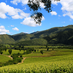 Private Tour Colchagua Valley | Tour and Wine Tasting