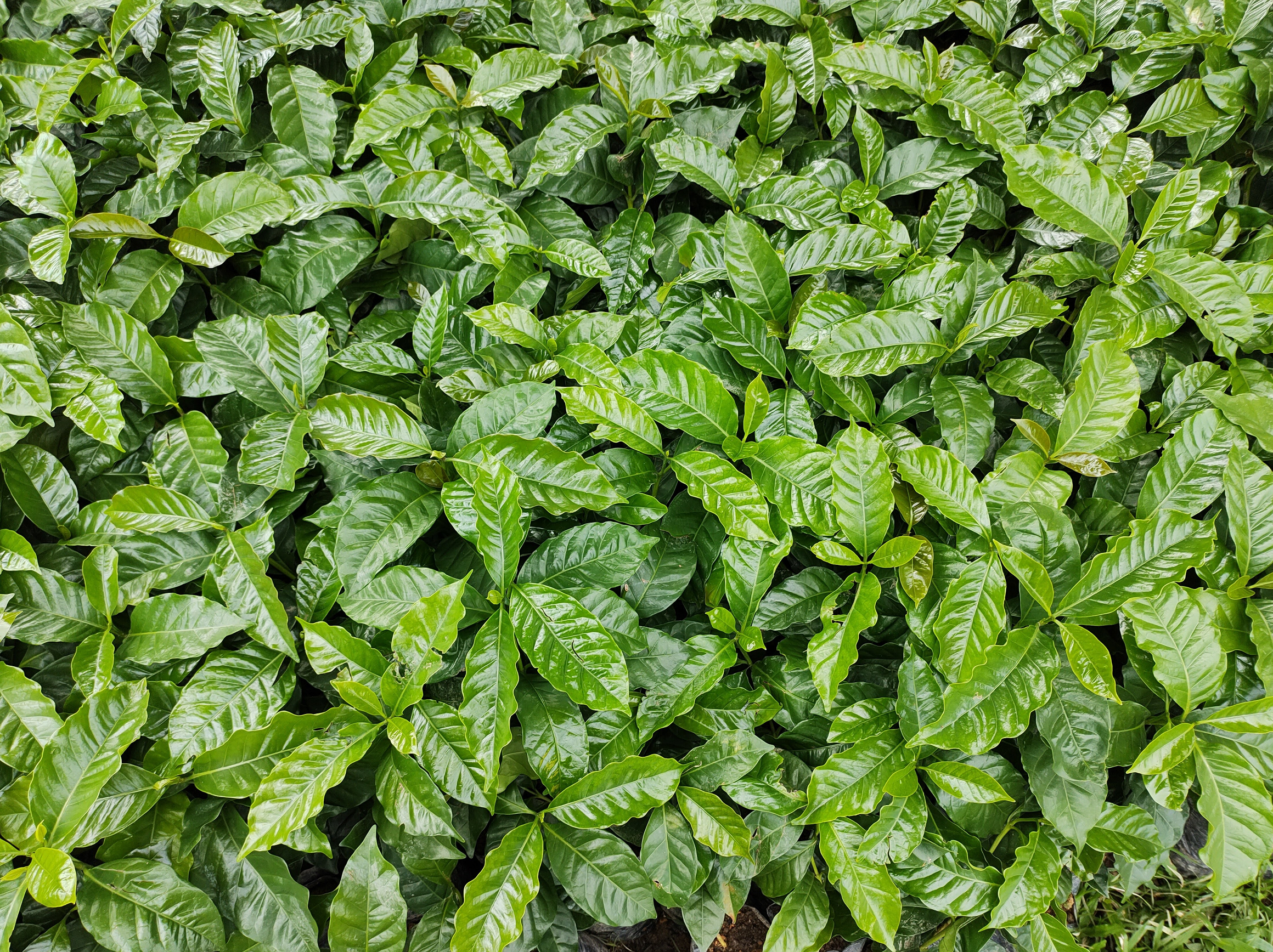 Orígenes latinoamericanos