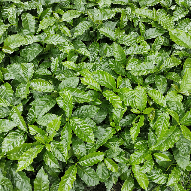 Orígenes latinoamericanos